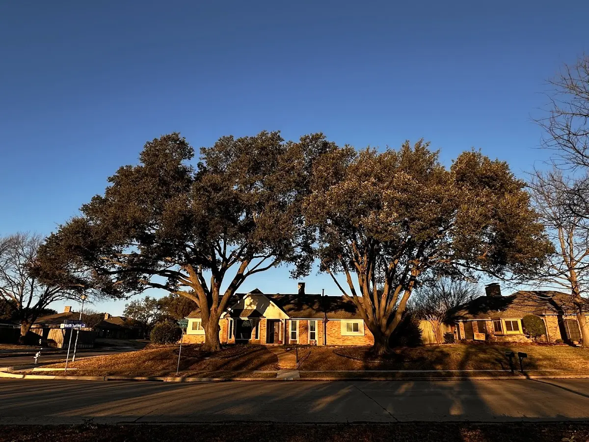 Established residential canopy tree shading a home in Paint Lick